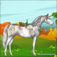 Horse Color:White Spotted Silver Brown Dun Mushroom Sabino Splash Brindle