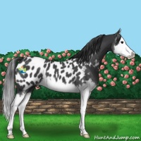 Horse Color:Blue Roan Splash Appaloosa 