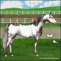 Horse Color:White Spotted Liver Chestnut Frame Rabicano