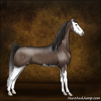 Horse Color:Liver Chestnut Sabino Splash Appaloosa 
