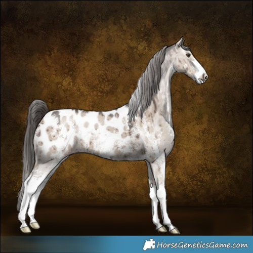 Horse Color:Liver Red Dun Sabino Appaloosa Brindle 
