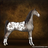 Horse Color:Liver Red Dun Sabino Appaloosa Brindle