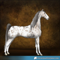 Horse Color:Liver Red Dun Sabino Near Leopard Brindle 