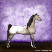 Horse Color:Brown Dun Sabino Appaloosa 