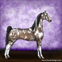 Horse Color:White Spotted Brown Dun Sabino Appaloosa 