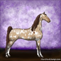 Horse Color:Buckskin Dun Sabino Appaloosa 