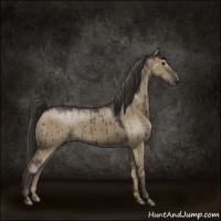 Horse Color:Smoky Grullo Brindle 