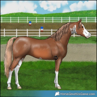 Horse Color:White Spotted Chestnut 