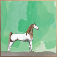 Horse Color:Gray Liver Red Dun Roan Sabino Splash Appaloosa