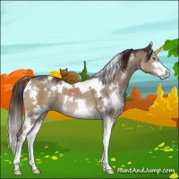 Horse Color:White Spotted Liver Red Dun Sabino 