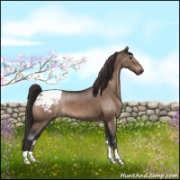 Horse Color:Bay Dun Appaloosa Brindle 