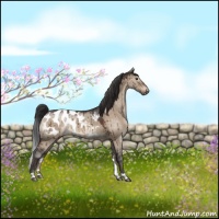 Horse Color:Brown Roan Dun Appaloosa Brindle