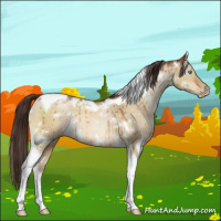 Horse Color:Gray White Spotted Buckskin Pearl Dun Tobiano Brindle