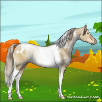 Horse Color:Gray White Spotted Liver Red Dun Pearl Tobiano Brindle 