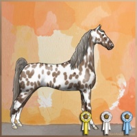 Horse Color:Liver Red Dun Appaloosa 