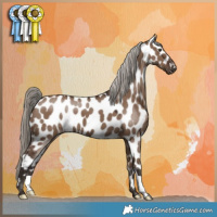 Horse Color:Liver Red Dun Appaloosa