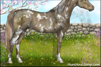 Horse Color:Gray White Spotted Chocolate Palomino Ice Dun 