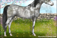 Horse Color:Gray White Spotted Smoky Grullo Ice Mushroom Sabino Rabicano Brindle 