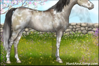 Horse Color:Gray White Spotted Grullo Pearl Mushroom Sabino Rabicano