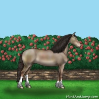 Horse Color:Liver Red Dun 