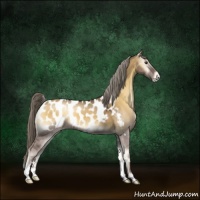 Horse Color:Chocolate Palomino Onyx Sabino Appaloosa