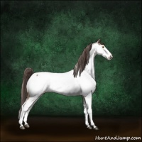 Horse Color:Buckskin Dun Sabino Appaloosa Brindle 