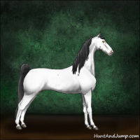 Horse Color:Brown Dun Sabino Appaloosa