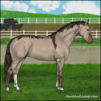 Horse Color:Liver Red Dun 