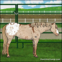 Horse Color:Red Dun Appaloosa Brindle 