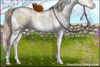 Horse Color:White Spotted Liver Red Dun Pearl Rabicano Brindle 