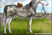 Horse Color:White Spotted Smoky Grullo Sabino Splash Brindle 