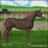 Horse Color:Liver Chestnut 