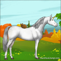Horse Color:Gray White Spotted Buckskin Dun Mushroom Sabino Brindle