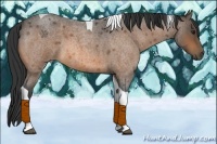 Horse Color:Buckskin Roan Tobiano