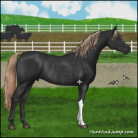 Horse Color:Liver Chestnut Rabicano