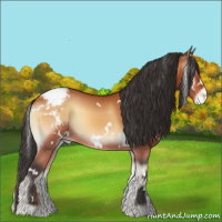 Horse Color:White Spotted Bay Onyx Appaloosa