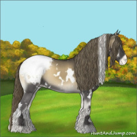 Horse Color:White Spotted Smoky Blue Onyx Appaloosa 