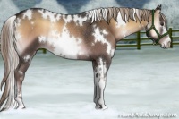 Horse Color:White Spotted Chocolate Palomino Onyx Rabicano