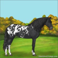 Horse Color:Black Sabino Appaloosa 