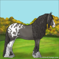 Horse Color:Grullo Sabino Blanket 
