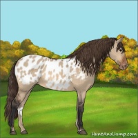 Horse Color:Bay Dun Sabino Near Leopard