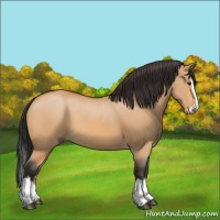 Horse Color:Bay Dun Sabino Splash 