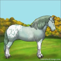 Horse Color:Watercolor Red Dun Tobiano Appaloosa