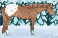 Horse Color:Chestnut Appaloosa