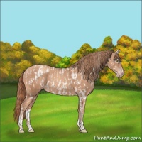 Horse Color:Gold Champagne Appaloosa  and Gold Champagne