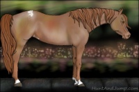 Horse Color:Chestnut Appaloosa 