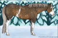 Horse Color:White Spotted Chocolate Palomino Splash 