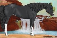 Horse Color:Black Appaloosa
