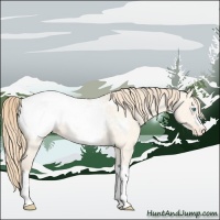 Horse Color:Perlino Roan Dun Appaloosa 