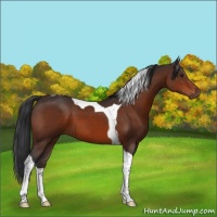 Horse Color:Brown Tobiano 